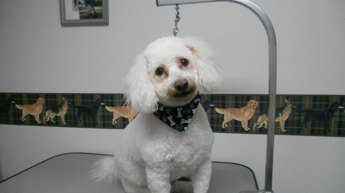 Photo Gallery Linda's Dog House Grooming