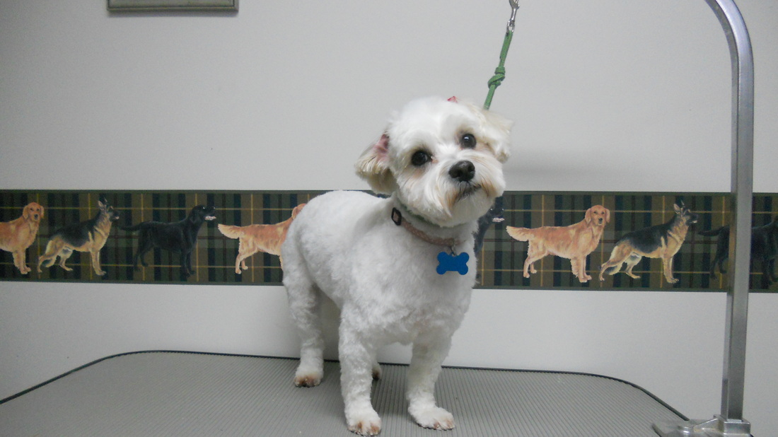 Photo Gallery - Linda's Dog House Grooming